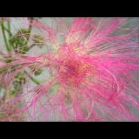 Arbre a soie (22)